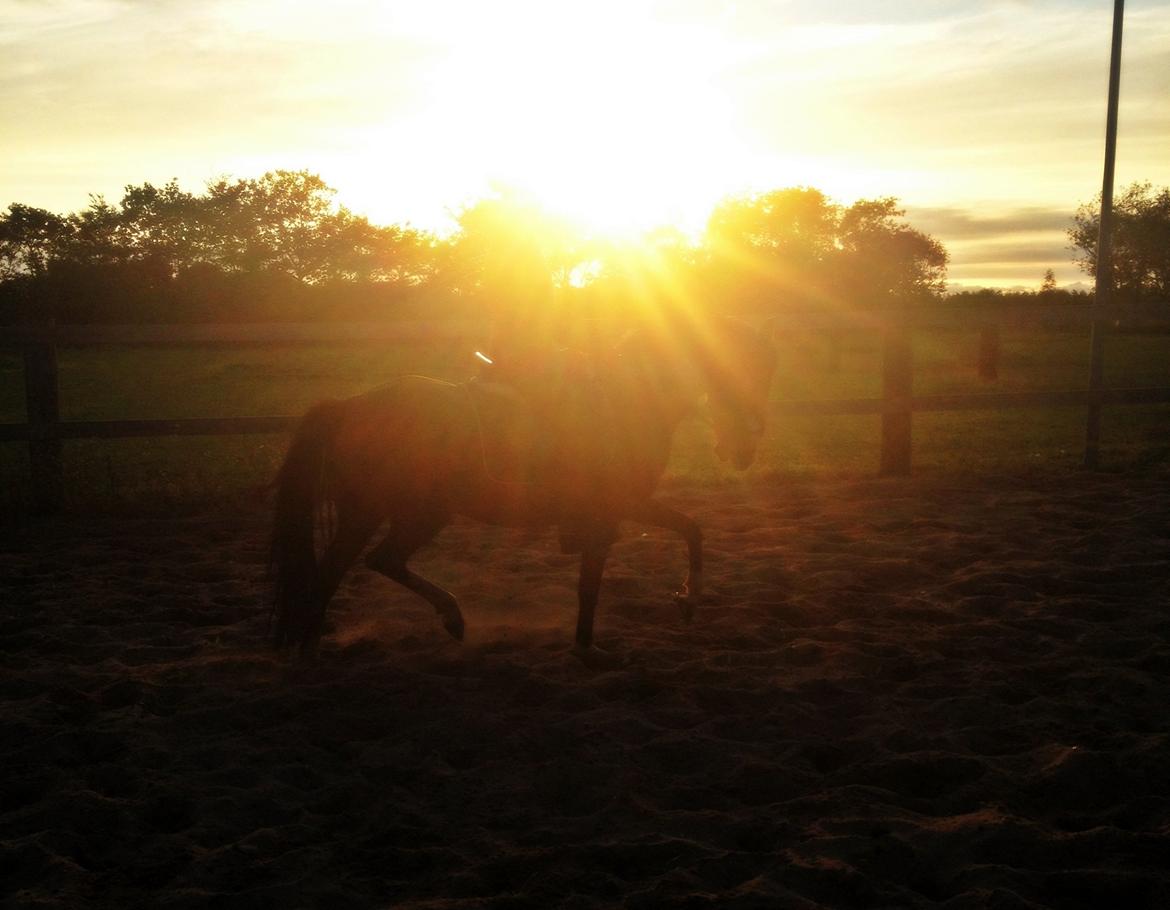 DSP Nike - Ridning samt solnedgang. billede 8