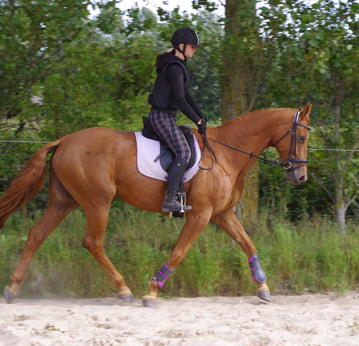 Dansk Varmblod Diana - dressur træning 2. september 2012 :) billede 19