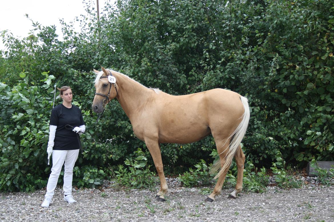Palomino Tania Bambini - kåring 2.9.12 billede 2