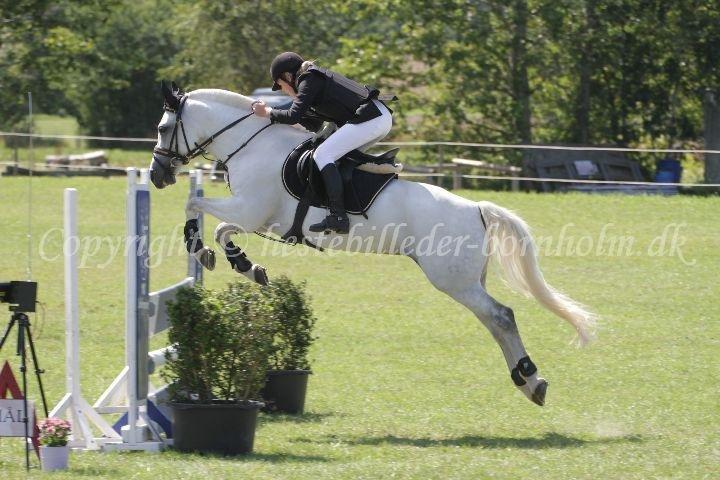 Tysk Sportspony Chica. SOLGT - BM spring 2013 LA** 3. plads!  billede 8