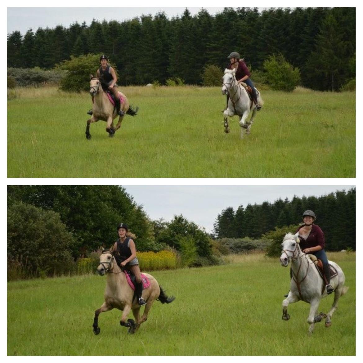 Polsk Ædelt Halvblod Dama (Lady) - Vilde heste:-D billede 6