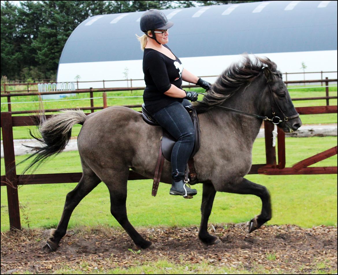 Islænder Hraunbúa fra Skarholt billede 8