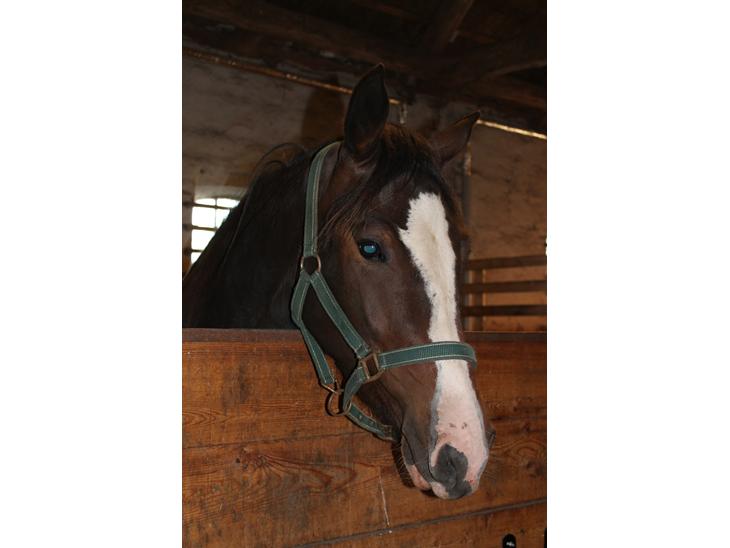 {{currentPhoto.altText}} billede {{currentPhoto.number}}