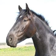 Anden særlig race Lillebror