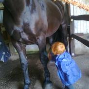 Anden særlig race Lillebror