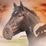 Anden særlig race Lillebror