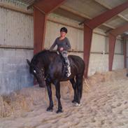 Anden særlig race Lillebror