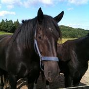 Anden særlig race Lillebror