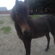 Islænder Asi fra Grevgård