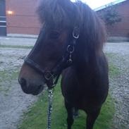 Islænder Asi fra Grevgård