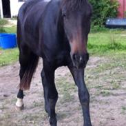 Anden særlig race Angel