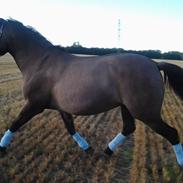 Anden særlig race Monik,en funklende stjerne på himlen