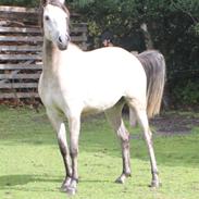Welsh Partbred (Sec F) Zileen