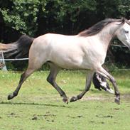 Welsh Partbred (Sec F) Zileen
