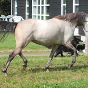 Welsh Partbred (Sec F) Zileen