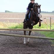 Welsh Mountain (sec A) Petra´s Dienie (Daisy)