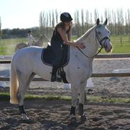 Trakehner Bailey *Tild. hest*