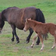Shetlænder Trubka`s Miraculix Marquis