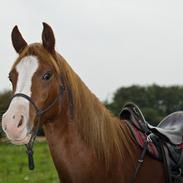 Arabisk fuldblod (OX) Red Roadster