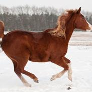 Arabisk fuldblod (OX) Red Roadster