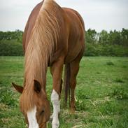 Arabisk fuldblod (OX) Red Roadster