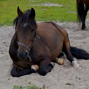 New Forest Enggårdens Ares (Charlie)