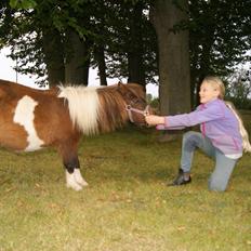 Shetlænder Piilgaardens Little Miss Molly Moonlight