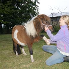 Shetlænder Piilgaardens Little Miss Molly Moonlight