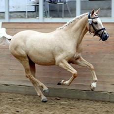 Tysk Sportspony Girls Dream