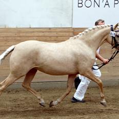 Tysk Sportspony Girls Dream