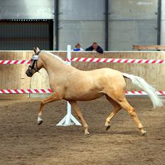 Tysk Sportspony Girls Dream