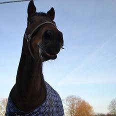 Fuldblod (XX) Primo Girl