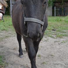 Anden særlig race Callisto