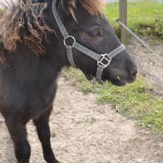 Anden særlig race Callisto