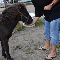 Anden særlig race Callisto