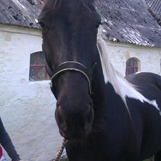 Pinto R.I.P Tex