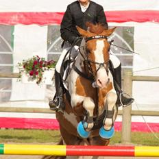 Hollandsk Sportspony Pablo P. (Nuttie) Solgt og savnet!!:'-(