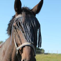 Dansk Varmblod Cawin Imhoff