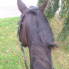 Anden særlig race Tuthli × Pensionistklubben 