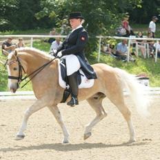 Haflinger Stakato
