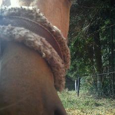 Anden særlig race Prins Breezer ( Bailey )