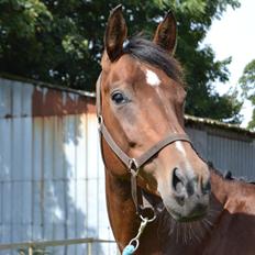 Hollandsk Varmblod Cadanz