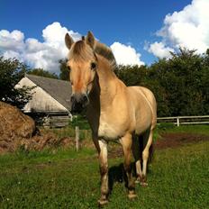 Fjordhest Laika [Birthe] <3 (I Will Always Love You)