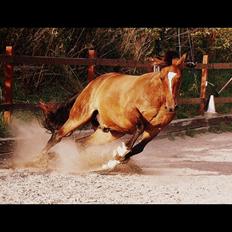 Anden særlig race Jamie