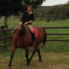 Dansk Varmblod tiffani