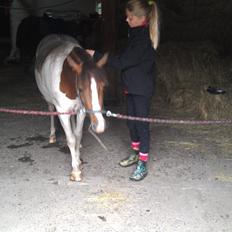 Anden særlig race Beauty