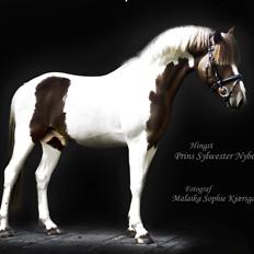 Pinto Prins Sylwester Nyberg hingst