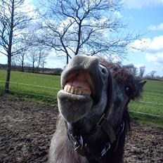 Anden særlig race Annabel