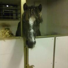 Anden særlig race Annabel