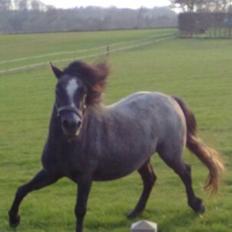 Anden særlig race Annabel